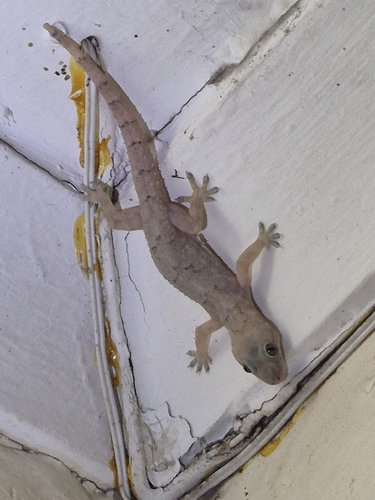 Tropical House Gecko