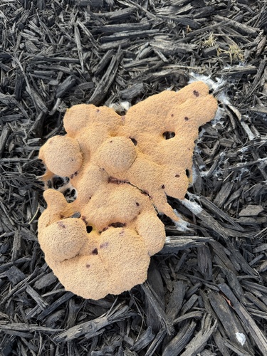 Dog Vomit Slime Mold