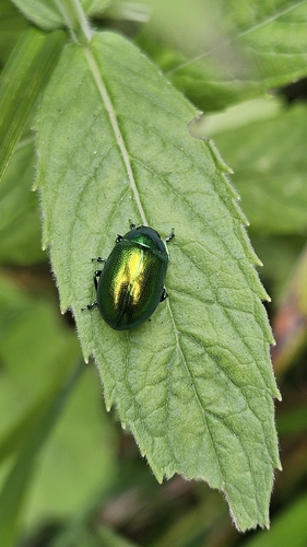 Mint Leaf beetle