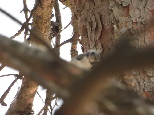 Crested Tit