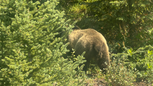 Grizzly Bear sighting near Division No. 15