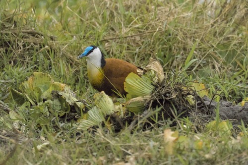 African Jacana