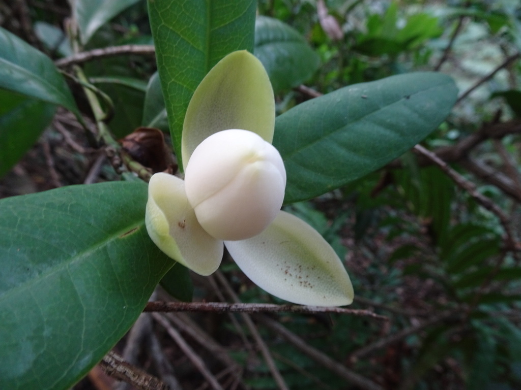 Magnolia championii (Magnolia championii)