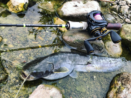 Amur Catfish