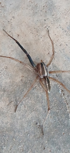 Rabid Wolf Spider