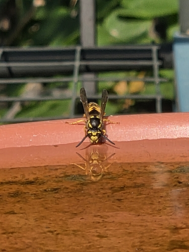 German Yellowjacket