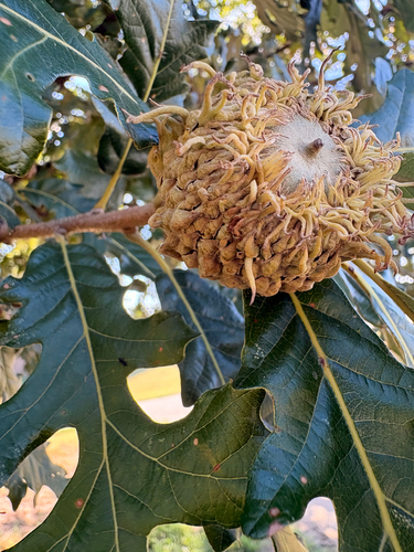 bur oak