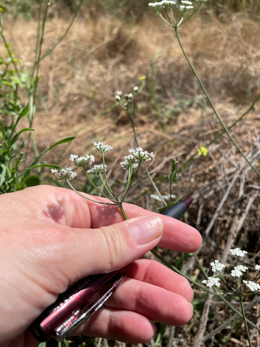 common hedge parsley
