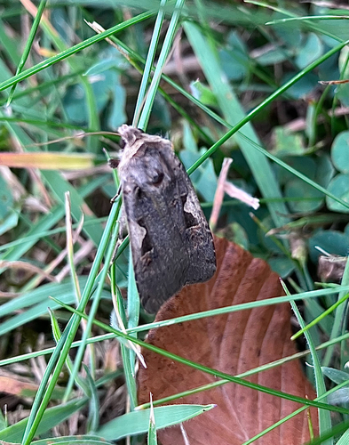 Setaceous Hebrew Character