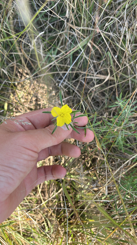 yellow sundrops