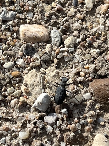 Boreal Long-lipped Tiger Beetle