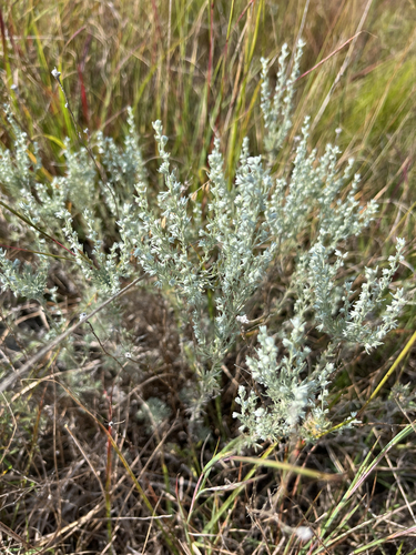 fringed sagebrush