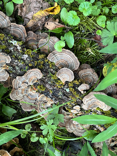 turkey-tail