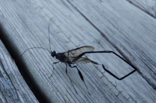 American Pelecinid Wasp