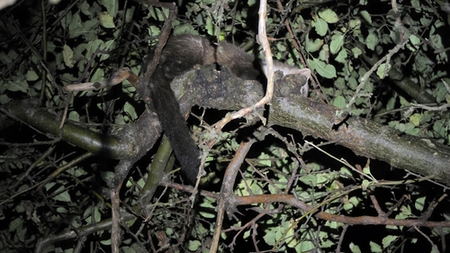 Stone Marten