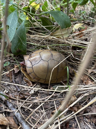 Three-toed Box Turtle