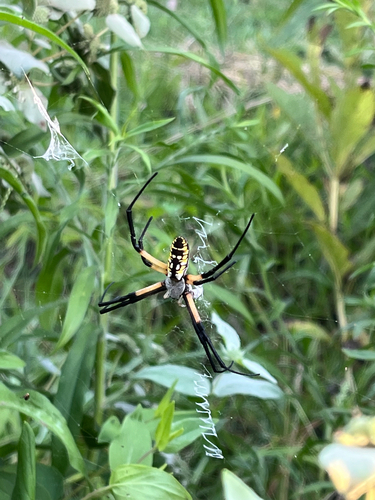 Yellow Garden Spider