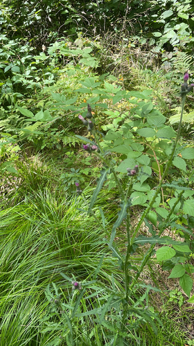 Marsh Thistle