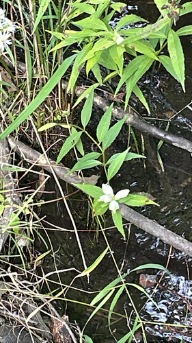 white turtlehead