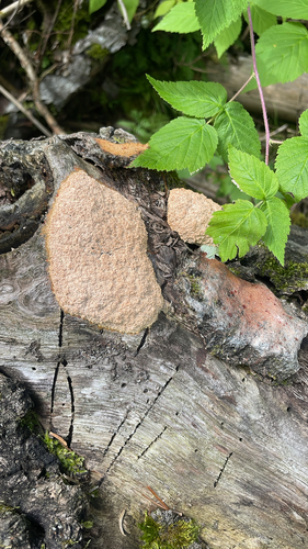 Dog Vomit Slime Mold