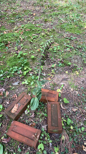 Broad-leaved helleborine