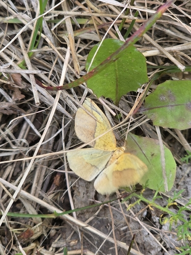 Sharp-lined Yellow