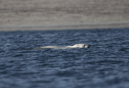 Black Bear sighting near Kitikmeot