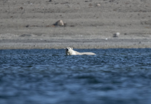 Black Bear sighting near Kitikmeot