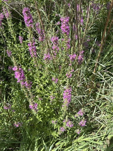 purple loosestrife