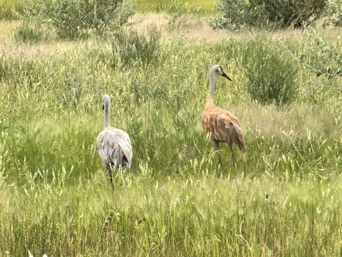 Sandhill Crane