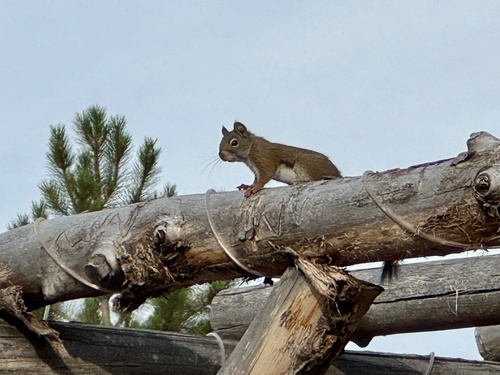 Fremont's Squirrel observed by borgt