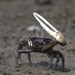 Formosan Fiddler Crab - Photo (c) 湯淑珍, all rights reserved, uploaded by 湯淑珍