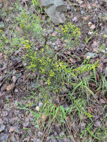 Round-leaf Wattle