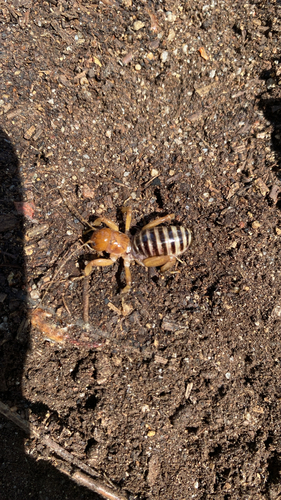 iNaturalist observation photo of American Jerusalem Crickets