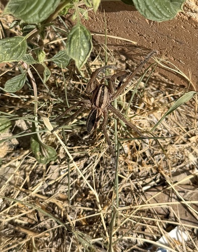 Rabid Wolf Spider