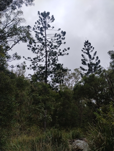 Hoop pine