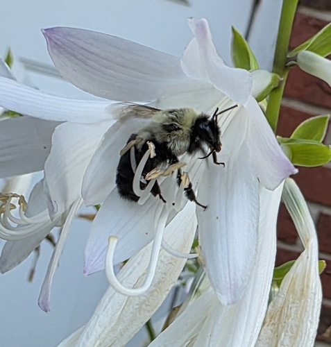 Common Eastern Bumble Bee