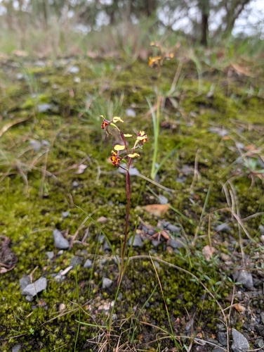 Leopard Orchid