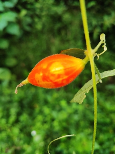 Trichosanthes costata