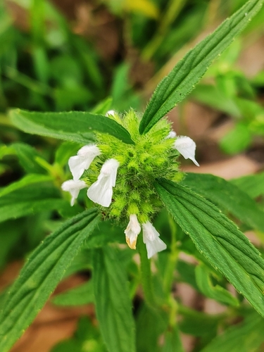 Common leucas