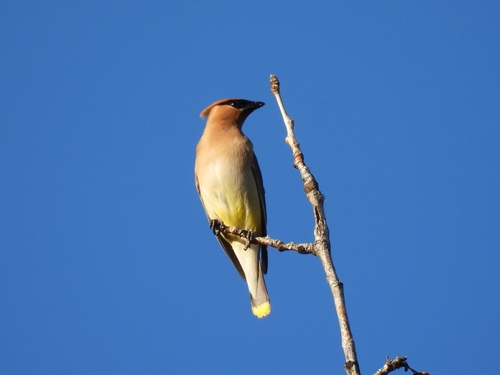 Cedar Waxwing