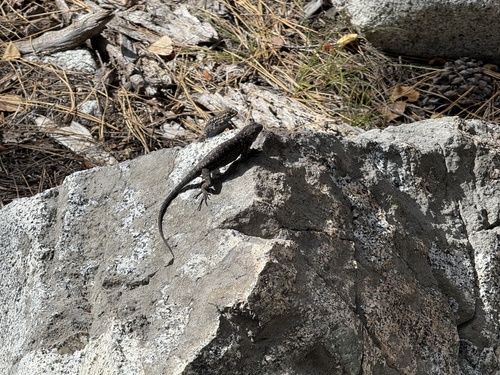 iNaturalist observation photo of Spiny Lizards