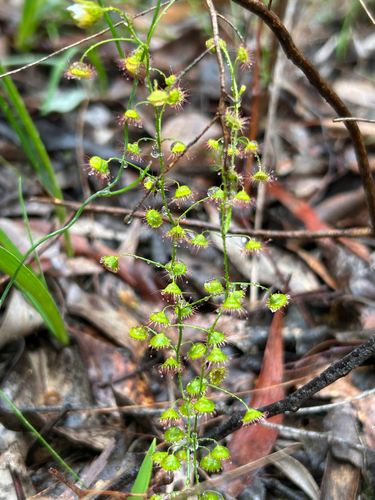 Climbing Sundew