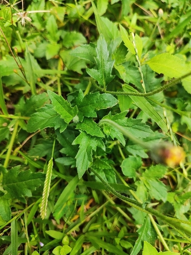Tridax Daisy