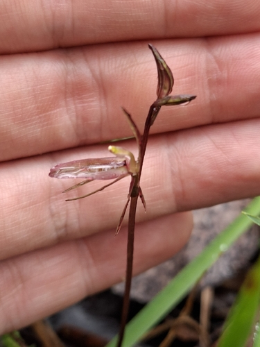 Gnat orchid