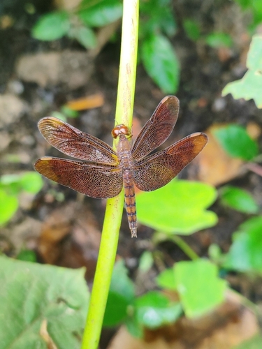 Russet Percher