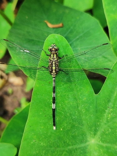 Slender Skimmer