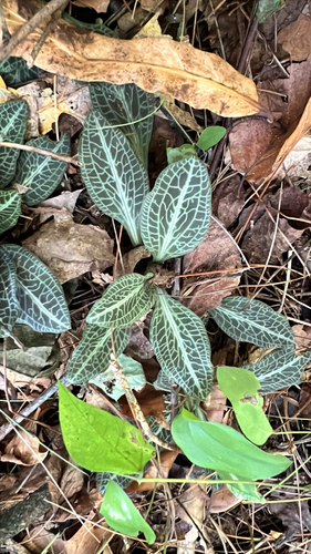 downy rattlesnake plantain