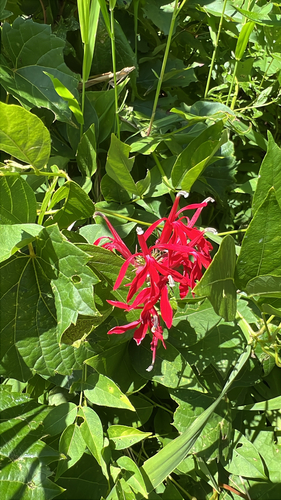cardinal flower