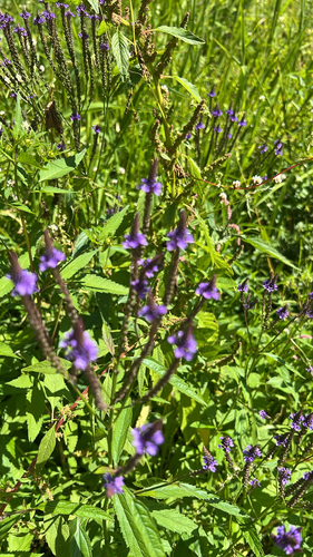 blue vervain